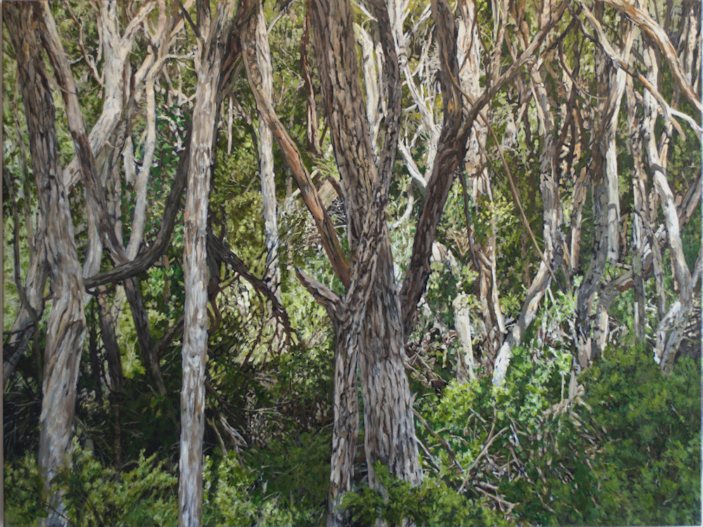 Dromana Forest